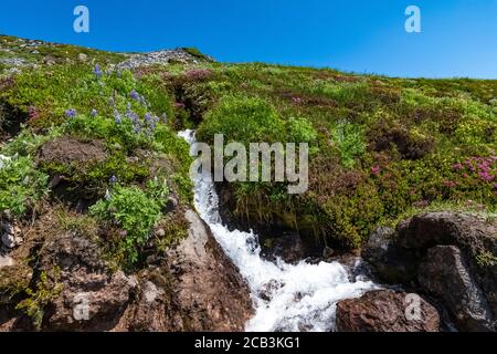 Bergbach rauscht im Juli durch eine Wildblumenwiese, im Paradise im Mount Rainier National Park, Washington State, USA Stockfoto