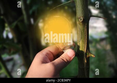 Person, die eine Glühbirne mit einem Baum verbindet Stockfoto