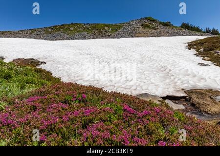 Phyllodoce empetriformis, Rosa Bergheide, blüht im Juli in den subalpinen Wiesen des Paradieses, Mount Rainier National Park, Washington State, U Stockfoto