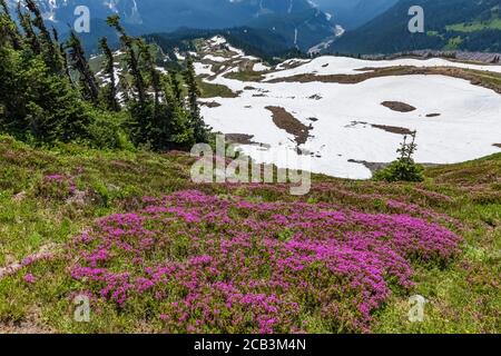 Phyllodoce empetriformis, Rosa Bergheide, blüht im Juli in den subalpinen Wiesen des Paradieses, Mount Rainier National Park, Washington State, U Stockfoto