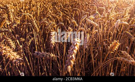 Weitwinkelaufnahme von Weizen glitzert in einem Sonnenstrahl Stockfoto