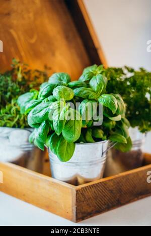 Bio, hausgemachter Basilikum, Petersilie und Thymian Kräuter in Töpfen in der Küche in Holztablett-Pflanzgefäß. Home Pflanzung und Lebensmittel wachsen. Nachhaltiger Lebensstil Stockfoto