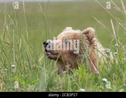 Alaskan Braunbär mit einem Stück Gras in ihr Zähne Stockfoto