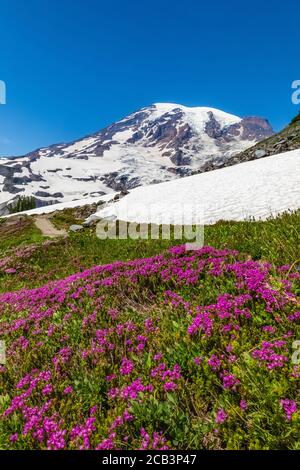 Phyllodoce empetriformis, Rosa Bergheide, blüht im Juli in den subalpinen Wiesen des Paradieses, Mount Rainier National Park, Washington State, U Stockfoto