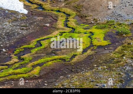 Schneefeld schmilzt und zeigt einen moosgesäumten Bach entlang des Skyline Trail im Juli, Mount Rainier National Park, Washington State, USA Stockfoto