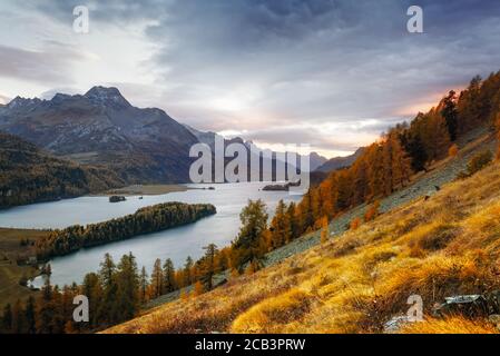 Herrliche Aussicht auf den Herbstsee Sils (Silsersee) in den Schweizer Alpen. Farbenfroher Wald mit oranger Lärche. Schweiz, Region Maloja, Oberengadin. Landschaftsfotografie Stockfoto