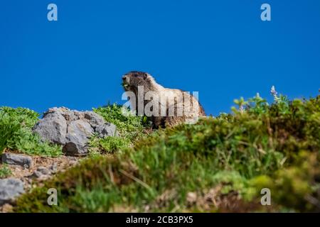 Hoary Marmot, Marmota caligata, essen Lupinenblätter während der Nahrungssuche in einer subalpinen Wiese im Paradise im Juli, Mount Rainier National Park, Washington Stockfoto