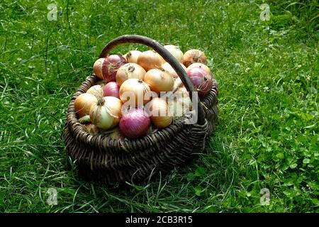 Frische Zwiebeln in einem Weidenkorb auf dem Land vor einem Hintergrund von grünem Gras. Konzept der landwirtschaftlichen Produkte. Stockfoto