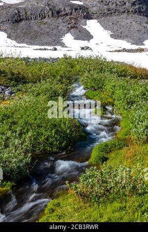 Willow-gesäumte Creek rauscht mit Quellwasser im Paradise im Mount Rainier National Park, Juli, Washington State, USA Stockfoto