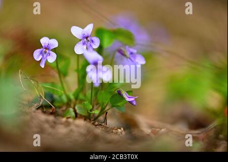Frühling. Schöne violett blühende Frühlingsblume auf einer Wiese in der Natur. (Viola odorata) Stockfoto