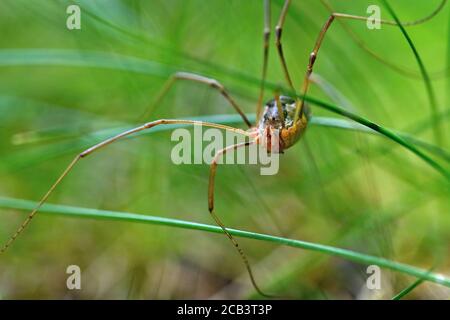 Schöne Makroaufnahme einer Spinne im Gras. Stockfoto