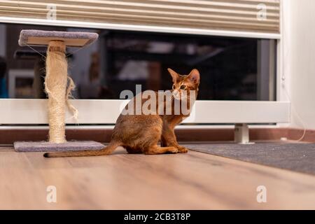 Nahaufnahme einer Abessinierkatze auf dem Boden Ein Zimmer Stockfoto