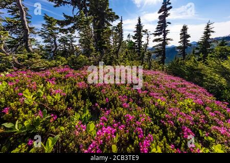 Phyllodoce empetriformis, Rosa Bergheide, blüht im Juli in den subalpinen Wiesen des Paradieses, Mount Rainier National Park, Washington State, U Stockfoto