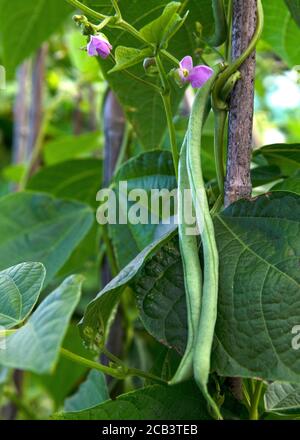 Bohnenpflanze mit violetten Blüten und Gemüse aus nächster Nähe wachsen Auf einem Zuteilungsbild für Copy Space und Text Over Verschwommener Hintergrund Stockfoto