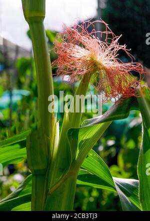 organic baby corn growing in an garden back lit by the morning sunshine   close up with copy space Stockfoto