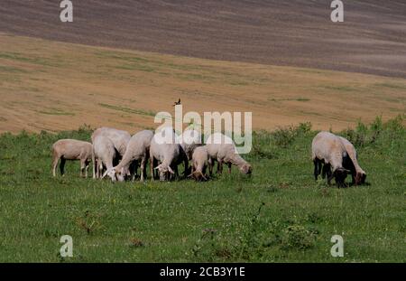 Schafherde grasen auf einem grünen Rasen Stockfoto