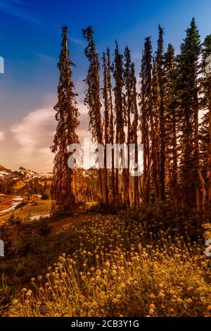 Dead Subalpine Firs, Abies lasiocarpa, angrenzend an eine Wildblumenwiese im Juli entlang des Skyline Trail über Paradise im Mount Rainier National Park, Wa Stockfoto