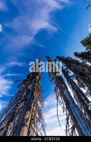 Dead Subalpine Firs, Abies lasiocarpa, angrenzend an eine Wildblumenwiese im Juli entlang des Skyline Trail über Paradise im Mount Rainier National Park, Wa Stockfoto