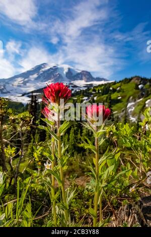 Castilleja parviflora, kleinblühiger Pinsel, blühend in der Nähe von Paradise im Juli, Mount Rainier National Park, Washington State, USA Stockfoto