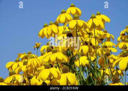 Kutblatt-Kegelblume Rudbeckia laciniata Herbstsonne-Blütenblätter Stockfoto