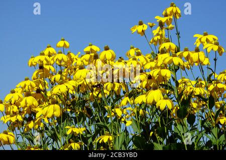 Rudbeckia Herbstsonne in einer mehrjährigen krautigen Grenze Stockfoto