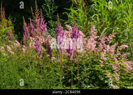 astilbe rubra, falsche Ziegen Bart Blüten machen die Grenzen Stockfoto