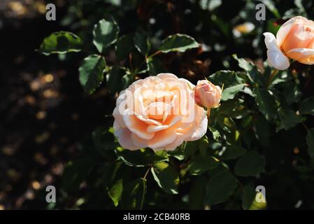 Hybrid-Tee-Rose auf natürlichem Hintergrund. Moderne Gartenrose. Stockfoto