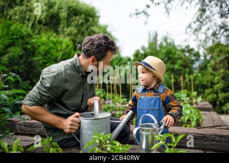 Kleiner Junge mit Vater im Garten auf dem Bauernhof, Anbau von Bio-Gemüse. Stockfoto