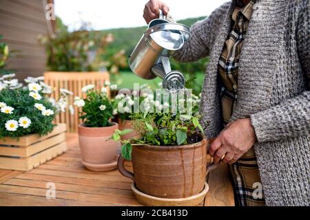Nicht erkennbare ältere Frau Gartenarbeit auf Balkon im Sommer, Bewässerung Pflanzen. Stockfoto