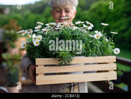 Ältere Frau im Sommer auf dem Balkon gärtnern, blühende Pflanzen halten. Stockfoto