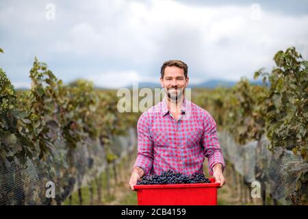 Mann Arbeiter mit Kiste Trauben im Weinberg im Herbst, Erntekonzept. Stockfoto