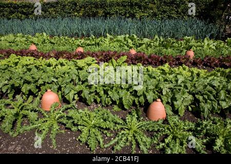 Gemüse wächst in der gepflegten Küche Garten, West Dean, West Sussex, England, Großbritannien Stockfoto