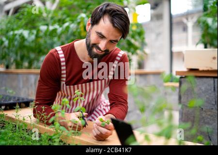 Mann Gärtner arbeiten im Gewächshaus, Schneiden Kräuter. Stockfoto