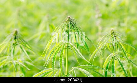 Blick auf eine Hanfplantage. 16 x 9-Panroama-Format. Stockfoto
