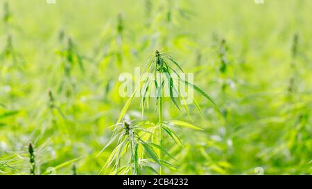 Blick auf Hanf (Cannabis sativa) Plantage. Hanf wird in mehreren Industrien eingesetzt. Z. B. in der Textil- oder Lebensmittelindustrie. Panorama-Format. Stockfoto