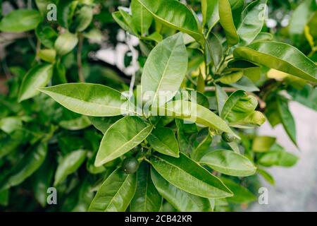 Winzige grüne Mandarinen, die vor kurzem auf einem Baumzweig im Garten geblüht haben. Stockfoto