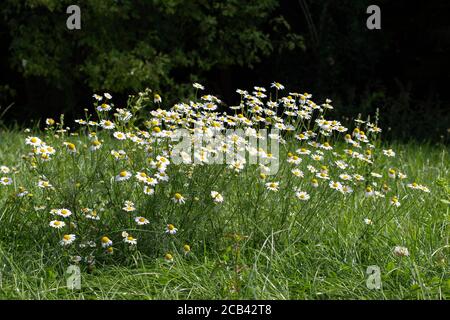 Feldkamillenblüten, auch Matricaria chamilla oder kamille genannt Stockfoto