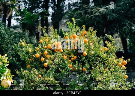 Viele orange reife Orangen auf den Ästen eines Baumes. Stockfoto