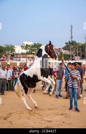 11. Dezember 2019 Pushkar Rajesthan, Indien .man Controlling Aufzucht Pferd auf Pushkar Kamel Messe, Indien. Stockfoto