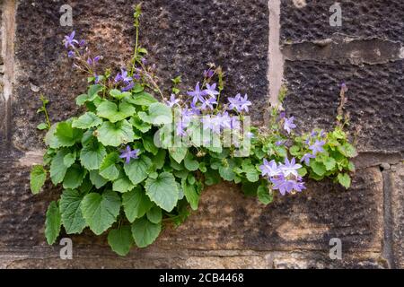 Campanula portenschlagiana oder Wand Glockenblume wächst an einer Wand, Glasgow, Schottland, Großbritannien Stockfoto