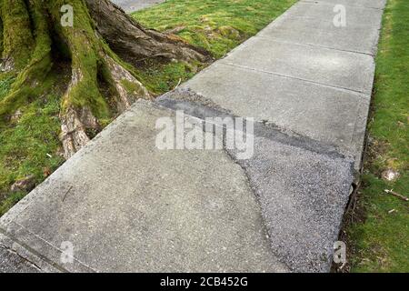 Wurzelhebe oder Pflasterhebe verursacht Schäden auf dem Bürgersteig, Vancouver, BC, Kanada Stockfoto