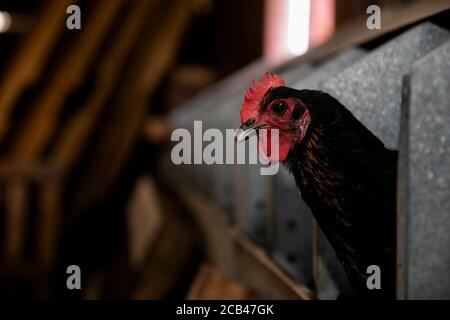 Verschiedene Nutztiere wie Schweine, Pferde und Kühe auf einem Bauernhof in Texas. Stockfoto