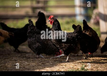 Verschiedene Nutztiere wie Schweine, Pferde und Kühe auf einem Bauernhof in Texas. Stockfoto