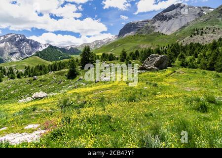 Schöne Aussicht auf die grünen Hügel des Col de Vars in Hautes Alpes, Frankreich Stockfoto