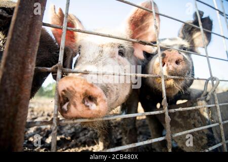 Verschiedene Nutztiere wie Schweine, Pferde und Kühe auf einem Bauernhof in Texas. Stockfoto