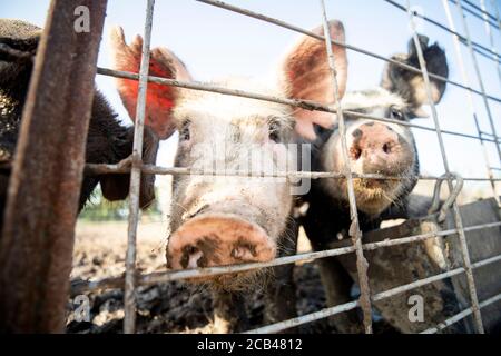 Verschiedene Nutztiere wie Schweine, Pferde und Kühe auf einem Bauernhof in Texas. Stockfoto