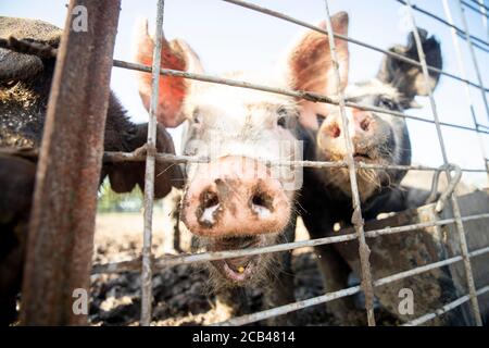 Verschiedene Nutztiere wie Schweine, Pferde und Kühe auf einem Bauernhof in Texas. Stockfoto