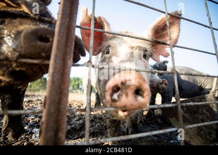 Verschiedene Nutztiere wie Schweine, Pferde und Kühe auf einem Bauernhof in Texas. Stockfoto