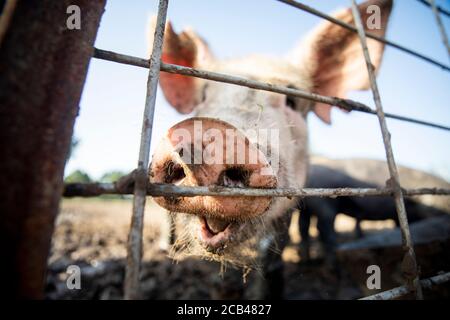 Verschiedene Nutztiere wie Schweine, Pferde und Kühe auf einem Bauernhof in Texas. Stockfoto