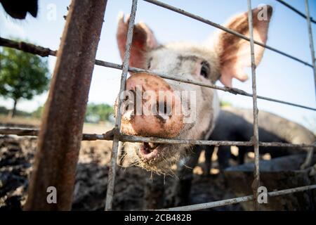 Verschiedene Nutztiere wie Schweine, Pferde und Kühe auf einem Bauernhof in Texas. Stockfoto